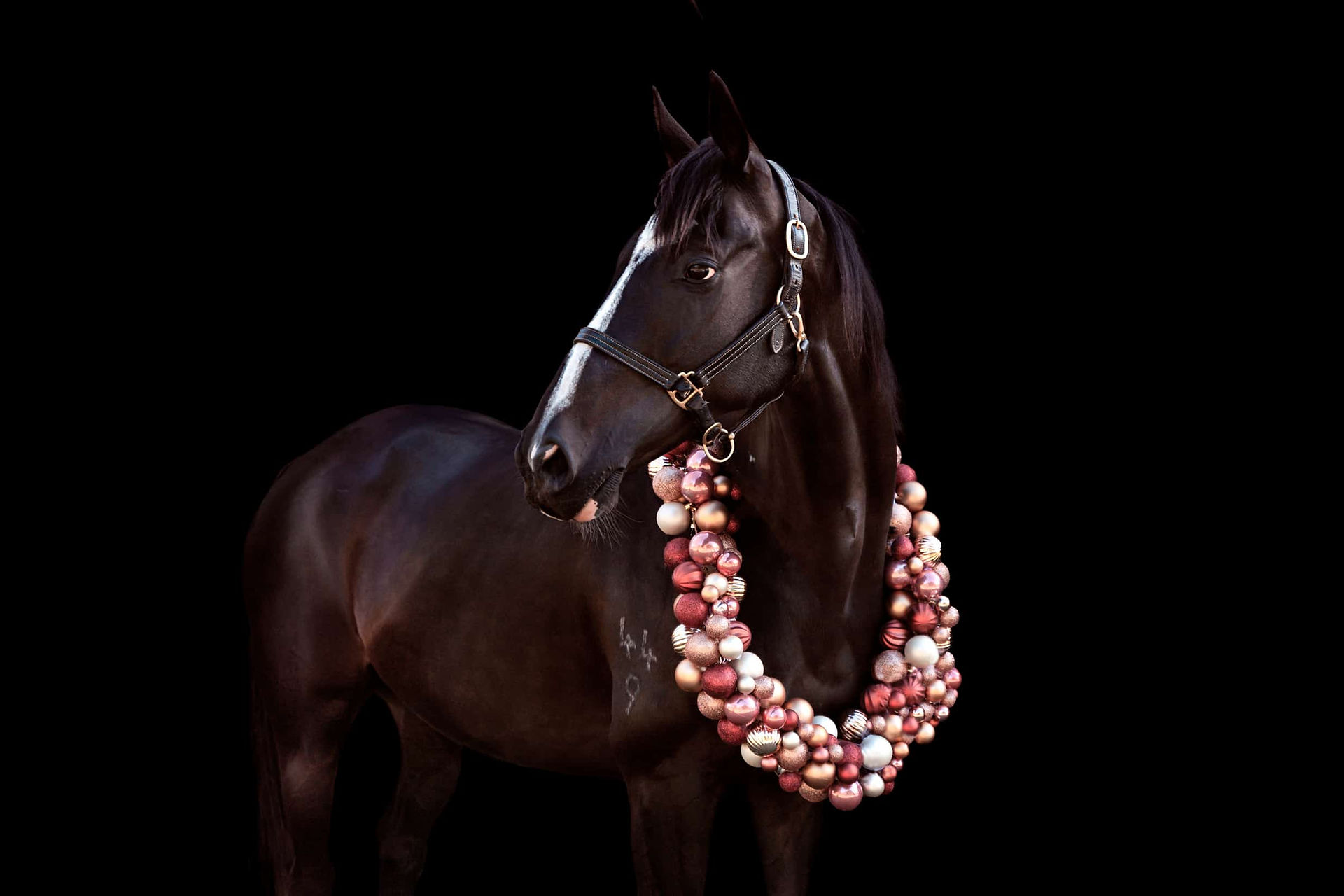 Christmas Horse Photoshoot in Dural