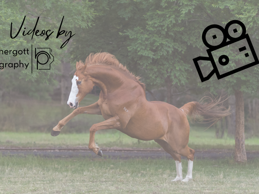 Social Media videos for Equine Businesses | Trending reels and recordings | Sydney