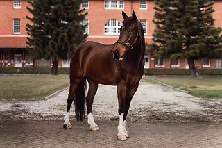 beautiful clydie cross horse photography Terry Hills