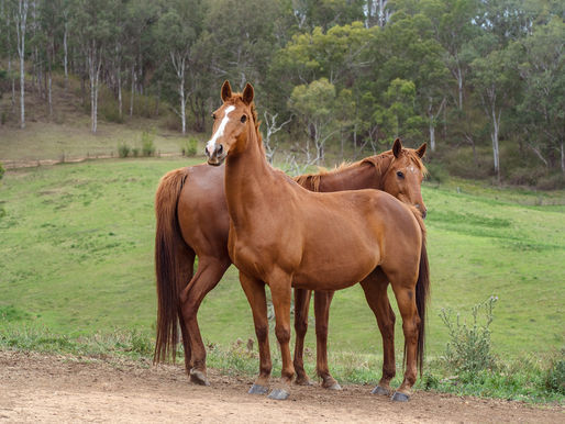 Giving back and Donating to Horse Rescue Australia