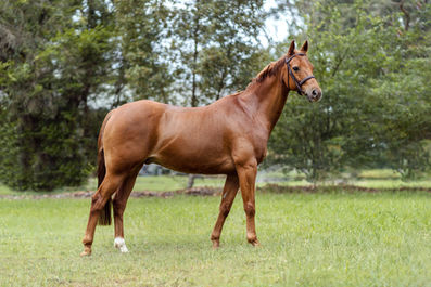 sell stud photography Natti NP sydney