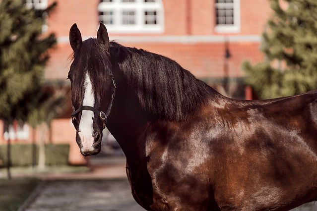 percheron x clydesdale horse photography sydney