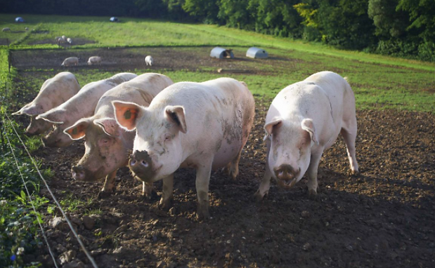Pig.PNG