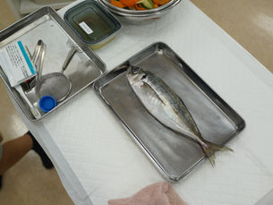 初めての魚育で準備するもの（家庭でできる安心セット）