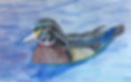 Wood Duck