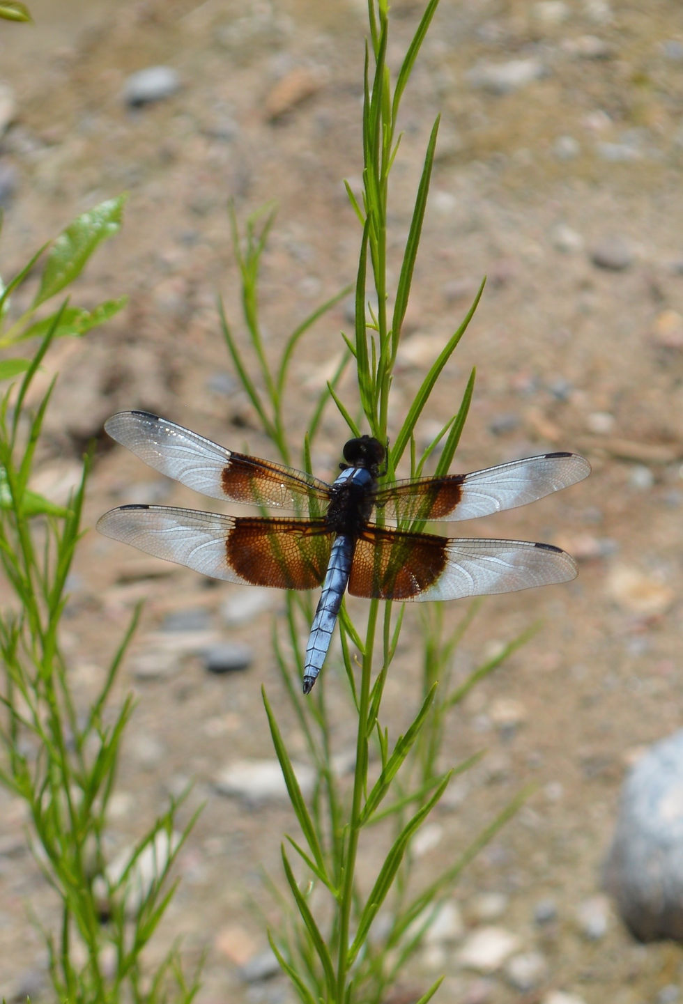 Dragon Fly