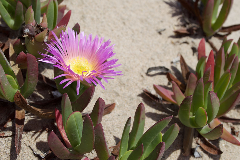 Succulent
