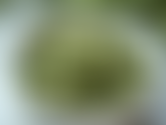 The Wellness Benefits and Advantages of Sea Moss Supplements