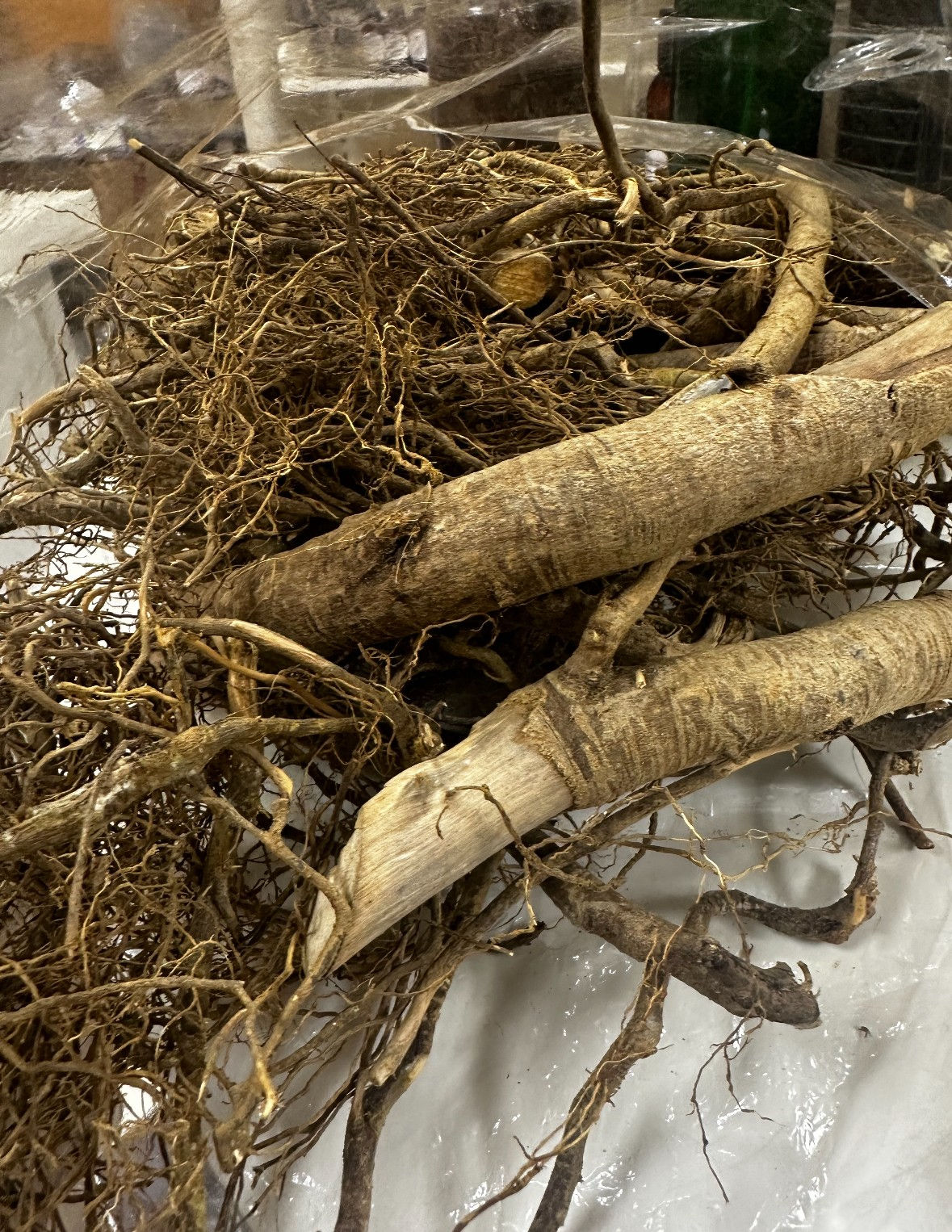 Bois Bande Root(Grenada)