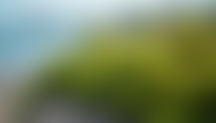 Exploring the Natural Benefits of Sea Moss