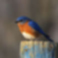NPAC In-Class Pastel - Bird