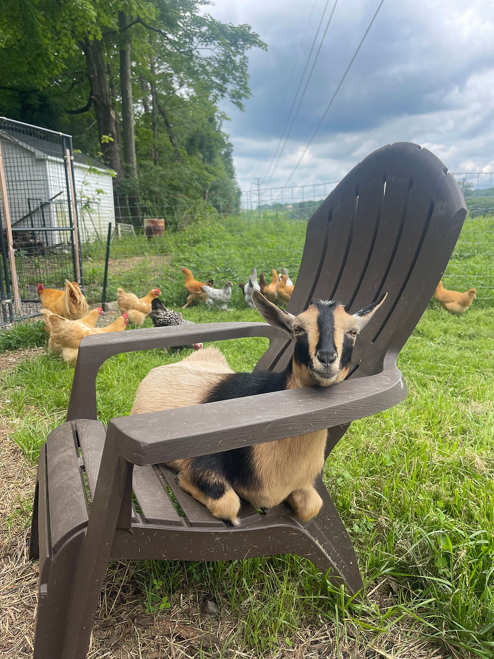 baby & chicks.jpeg