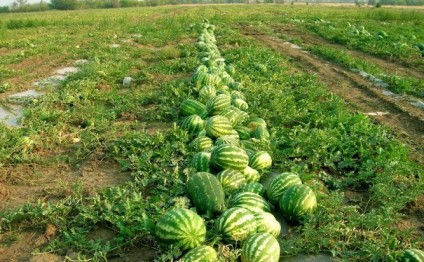 Thumbnail: Watermelon