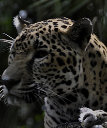 Belize jaguar preserve night adventure