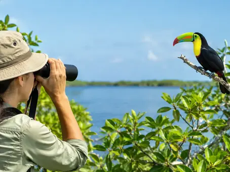 Belize Birdwatching Guide for a Wild, Quiet Stay