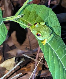 Guided rainforest night hike Belize