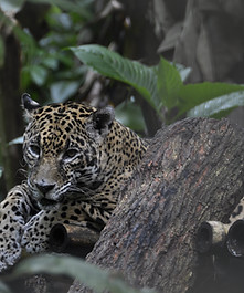 Jaguar reserve Belize tour