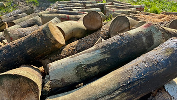 Pila de madera de nogal troncos cortados