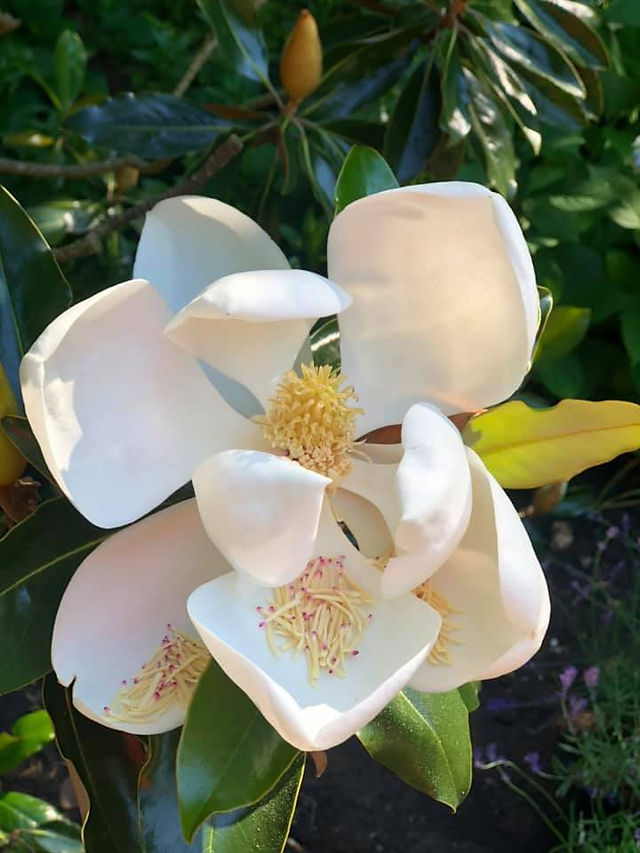 Magnolia blooms