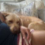 Tanner snuggles