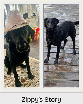 Zippy’s Story_edited.jpg