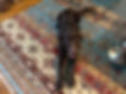Hershey on rug
