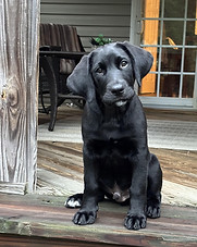 Bo Adoption Story