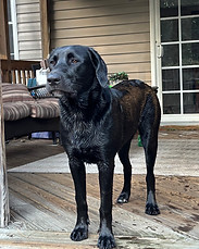 Bo Adoption Story 2