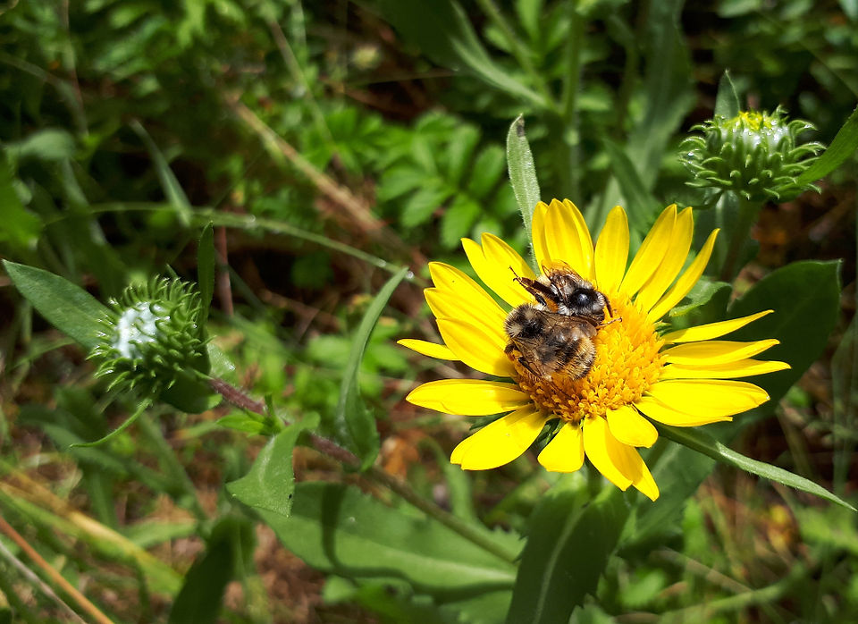gumweed