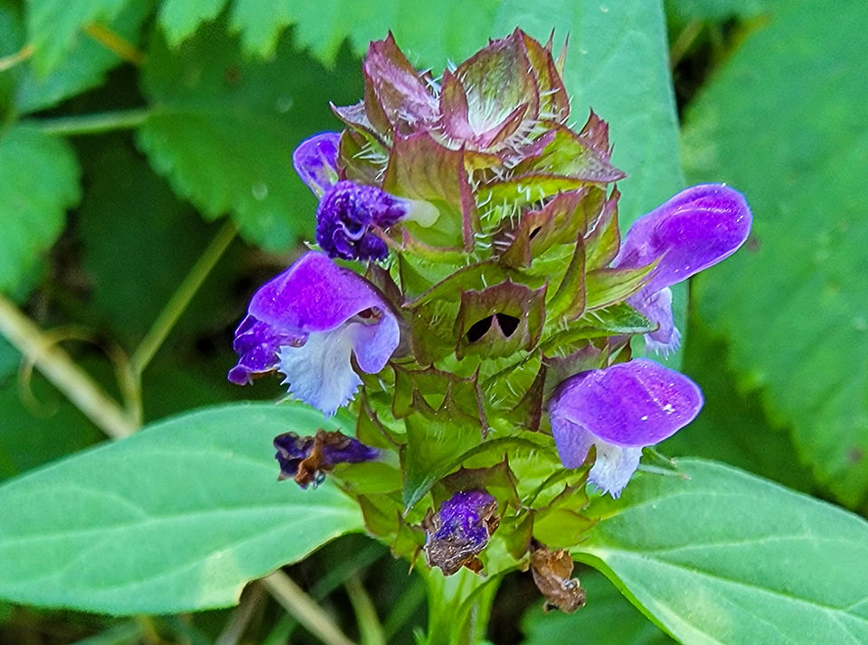 Self-Heal