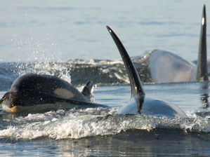 Southern Resident orcas surfacing