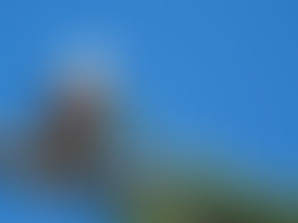 A Bald Eagle scanning the surrounding skyline from its perch on a Douglas fir branch.