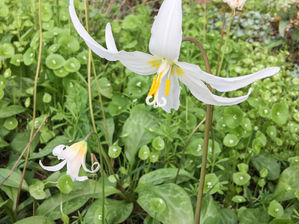 Western White Fawn Lily