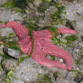 Once called starfish, sea stars are the intertidal species everyone hopes to see.
