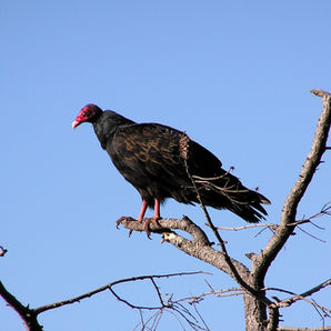 Master scavenger, a Turkey Vulture scanning the shoreline for carrion: salmon or a seal carcass.