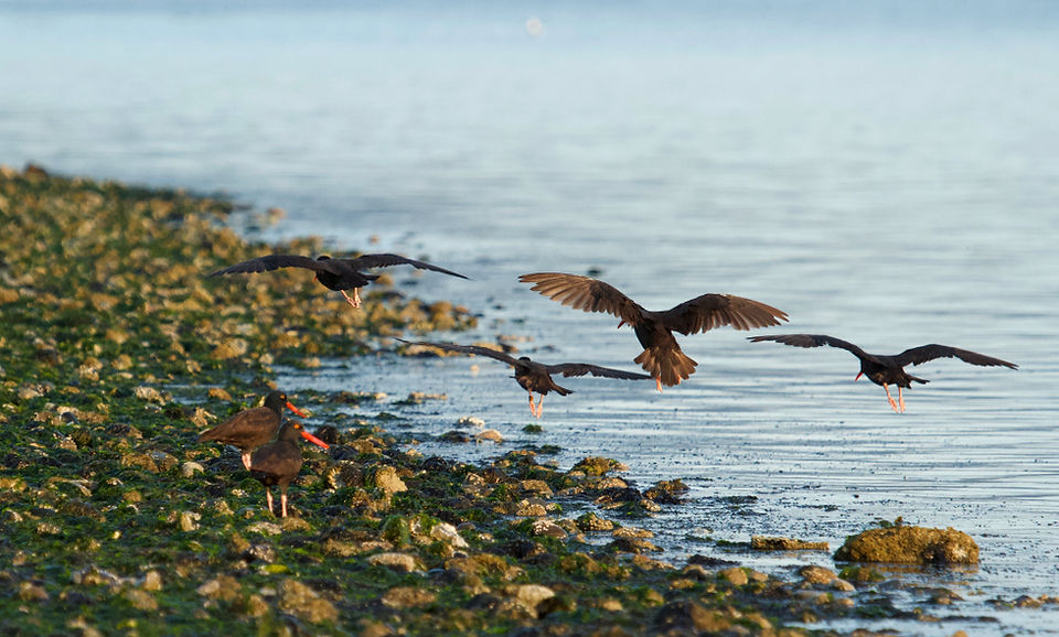 Black Oystercatchers landing on Sidney Spit, Sidney Island.