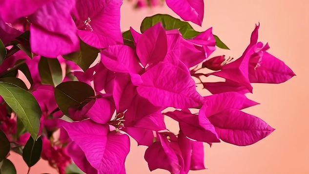real pink bougainvillea .jpg