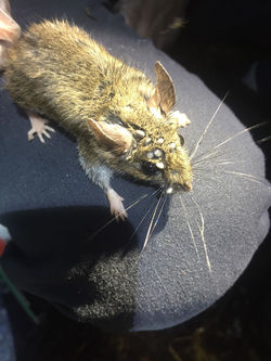 67515736_340965476819753_561340062669314