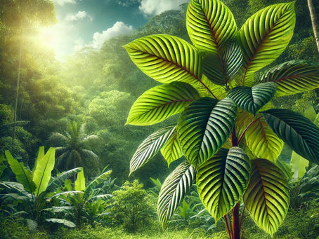 Growing Kratom: A Comprehensive Guide