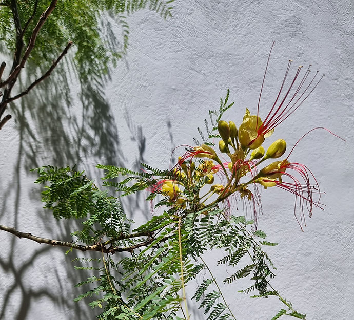 blossom crop.jpg