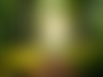 Exploring Modern Sacred Grove Practices: A Path for Today’s Spiritual Seekers