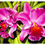 Thumbnail: Pink Cattleyas