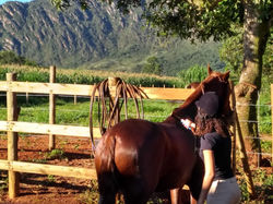 Aluna dando banho no Dexter