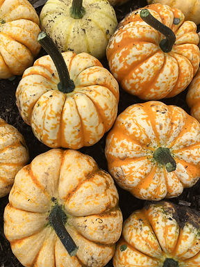 The Painted Wren Colour Consultancy and interior design Pumpkins image by The Painted Wren .co.uk