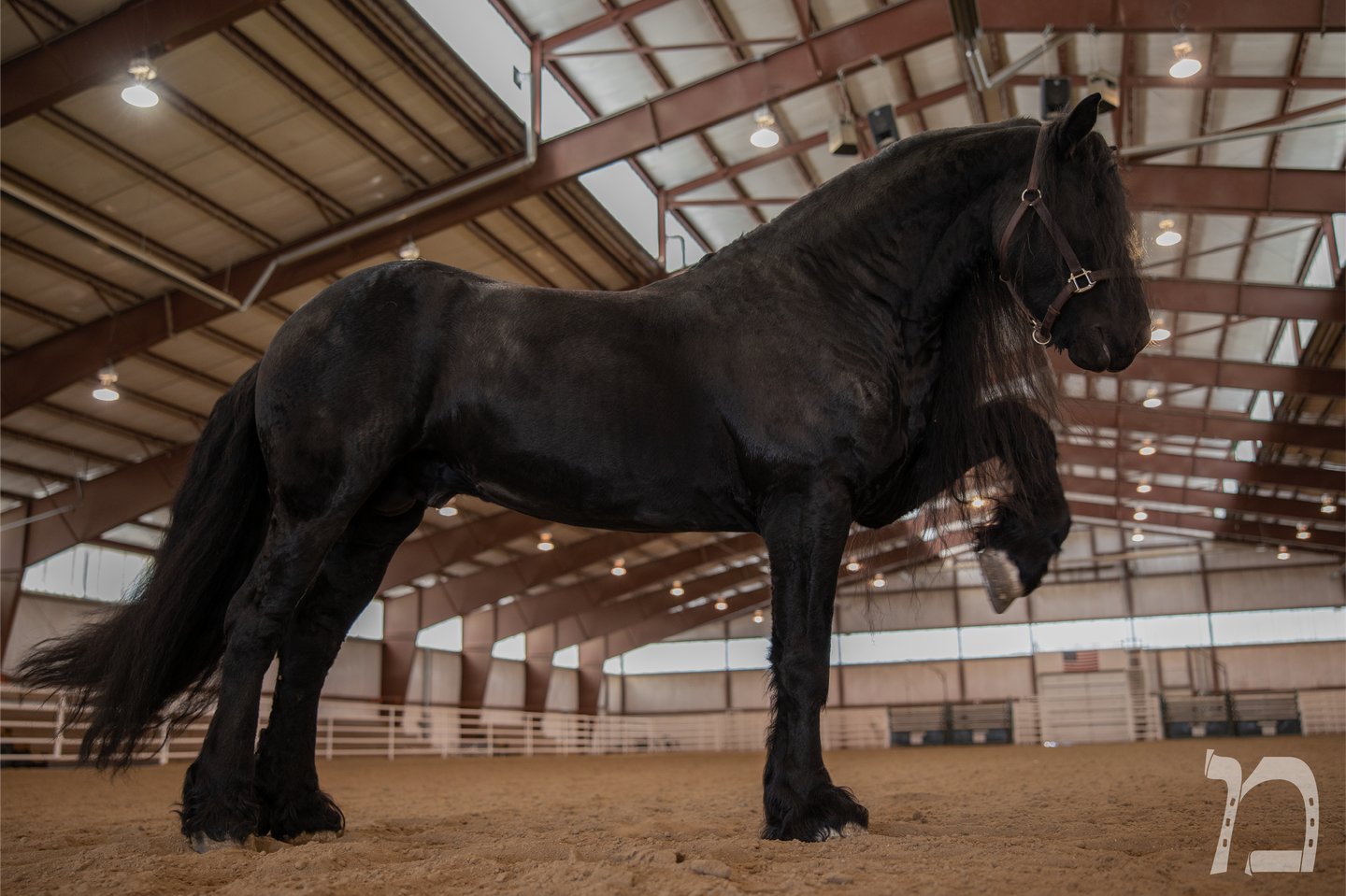 El Patron - Frisian Horse - Messer Arena Mascot