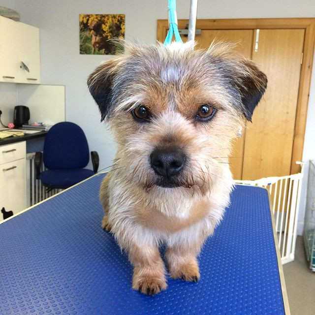 Dog Groomer Highlands Dornoch Ultimuttly Groomed