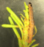 Spruce budworm on a branch.