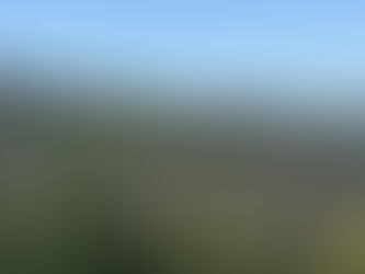 Healthy forest