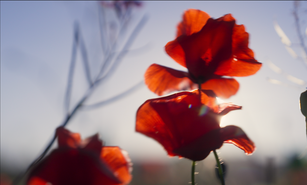Capture d’écran 2025-09-11 à 11.03.27.png