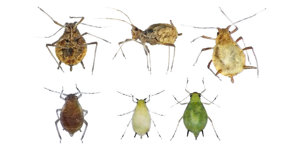 Aphids